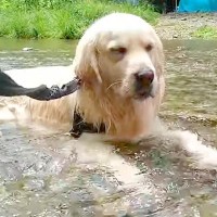 大型犬を川に連れて行った結果…想像以上に『くつろぐ』姿が可愛すぎると11万再生「露天風呂感がハンパないｗ」「なんとも愛らしい」と反響