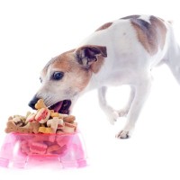 老犬の食欲が異常にある…何かの病気？４つの原因と飼い主がすべき対処法