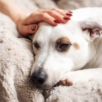 犬が『体調不良』を訴えている5つのサイン　気付きにくい仕草も…見極めるコツや対処法とは？