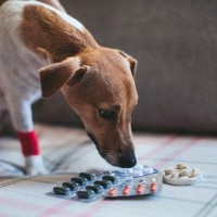 犬に絶対NGな『薬の飲ませ方』5選　ダメな理由と正しい与え方とは？