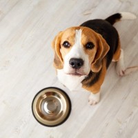 犬の早食いは寿命にも関わるって本当？短命になってしまう可能性も…改善する方法は？