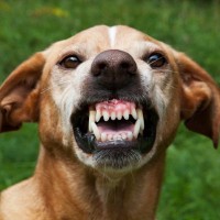 犬が『本気噛み』する前兆４選　見極めないとトラブルに発展するかも…やってはいけないNG行為も