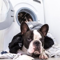 犬が『洗濯物好き』なのはなぜ？4つの理由や洗濯物の上で寝てしまうときの心理とは