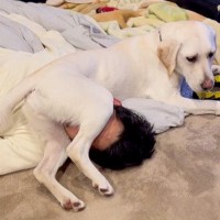 犬が『寝ている家族』を起こそうとした結果…クセが強すぎる方法に81万4000再生の反響「愛情の裏返し笑」「やりたい放題かわいい」
