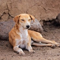 犬の顔認識アプリがアジアやアフリカの狂犬病予防に貢献