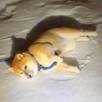 雪遊びをする柴犬が『まるでオットセイ』と2万5000いいね集まる「思ったよりオットセイだった」「めちゃ気持ちよさそう」絶賛の声