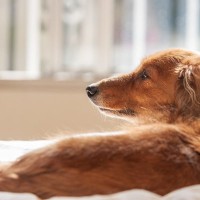 シニア犬の介護…具体的に何をするの？必要になる3つのお世話とは