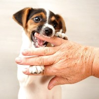 犬の噛み癖をすぐに直すべき3つの理由　甘噛みはどうすればいい？成犬でもしつけはできる？