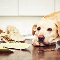 『愛情不足の犬』が見せるサイン5選　共通する特徴と飼い主がすべき対処法とは