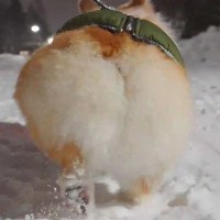 犬の『けしからんケツ』に1万1000人が悶絶…雪道を闊歩する食パンのような後ろ姿が大人気「これはけしからん」「最高の景色です」
