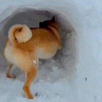 飼い主を助けるために必死で雪を掘る柴犬…懸命な姿とまさかの理由に16万いいね集まる「優しくて泣いた」「本物の忠犬」称賛の声