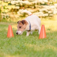 ノーズワークのトレーニングが犬の認知機能に及ぼす影響【研究結果】