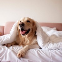 犬が布団が大好きな理由4選　かわいすぎる心理に「たしかに毎日いるｗ」「毎日一緒に眠ってます」