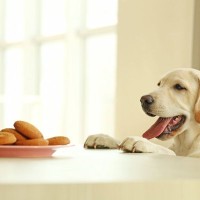 犬が「人間の食べ物を欲しがる」心理3つ　飼い主が気をつけるべき行動や対処法まで解説