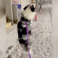 『いくらなんでもはしゃぎすぎ』犬が雪を見た反応…かわいすぎる光景に3万3000人がほっこり「楽しそう笑」「愛おしくなる」の声