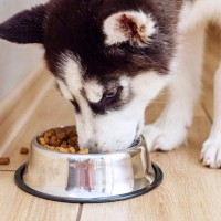 犬がご飯を食べたときに『美味しい』と感じるポイント3つ！食いつきがよくなる基準を解説