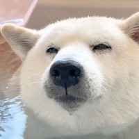 お風呂好きな犬を『一番風呂』に入れてみたら…至福の表情が可愛すぎると272万人悶絶「無条件で尊い」「入浴後のダッシュ可愛い」