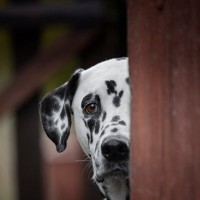 『視力が低下した犬』の行動３選　目が見えているかどうかを確かめる方法とは？