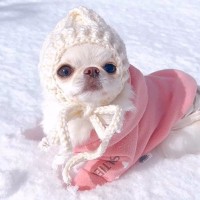 犬を雪の上に降ろしてみたら…どうしたらいいかわからず困っている姿がかわいすぎると4万6000人悶絶「雪の妖精さんみたい」と絶賛の声