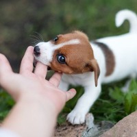 犬が『人に噛みつく』心理6選　噛み癖になっている原因や治し方のコツとは