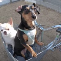 愛犬たちと初めて『自転車』に乗ってみたら…シュールな光景に爆笑の声続々「安全第一で笑った」「子供みたい」