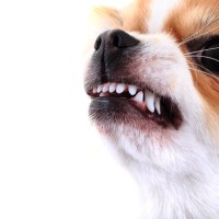 獣医学生の犬の攻撃性に対する認識をVR犬を使って評価