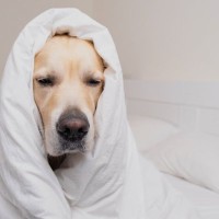犬が『睡眠不足』になっている4つの症状　眠れない原因や安眠のためにすべきこととは