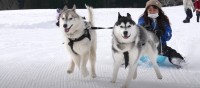 スキー場で大はしゃぎのハスキー兄弟！ハプニング満載の犬ぞりに腹筋崩壊する人続出！