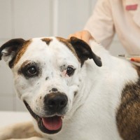 犬のガン予防ワクチンの臨床試験が進行中　有望な結果と意外な効能