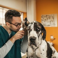 犬が『外耳炎』になりやすい理由とは？悪化しやすい犬種や症状まで解説