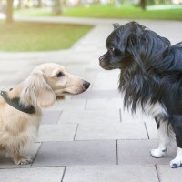 『小型犬の散歩』絶対行くべき3つの理由　愛犬にとって適切な頻度や距離とは？