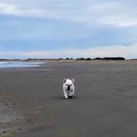 浜辺で『愛犬の名前』を呼んだ結果…マイペースすぎる反応が面白すぎると45万1000再生「ソロリソロリ笑」「ちょっと小走りで草」