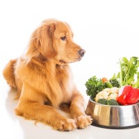 犬に野菜を与える際の『3つのタブー』NGと言われているダメ行為と理想的な与え方