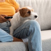 犬が『テレビに注目している』ときの心理2つ　愛犬は内容を理解している？興味を示しているワケとは