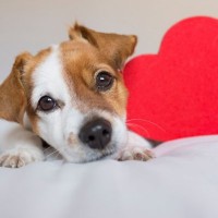 犬がする『愛情表現』5選　愛犬から大好きアピールをしてもらう方法や主な心理まで解説
