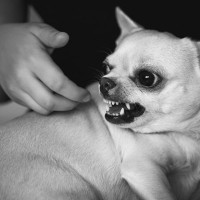 犬に嫌われる『触り方』４選　タブーとされるスキンシップの取り方や主な原因とは？