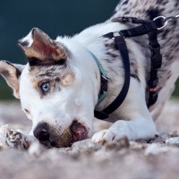 犬が散歩中に石を食べてしまう原因5つ　誤食による重大な事故を防ぐためにできることとは？
