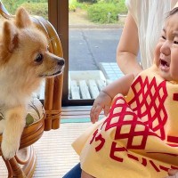 犬が『赤ちゃん』を初めて見た反応…「同じ体勢なのかわいすぎる」「なんて優しい表情」そばを離れようとしない光景が43万回再生