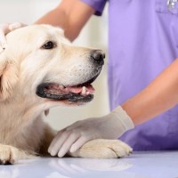 犬のガンを治療するためのワクチン、臨床試験で有望な成果【アメリカ】