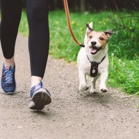 『運動がたくさん必要な犬種』９選　一日にどれぐらいの運動量が必要なの？