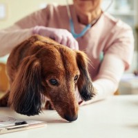 老犬の危険な『吐き方』４つ　すぐに病院へ行くべき症状や予防するための対策まで
