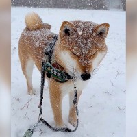 大雪の中お散歩に行った犬…雪が降りすぎて『目が開けられなくなってしまう』光景が418万再生「かわいい」「完全に揚げパン」の声