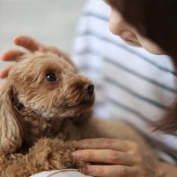 犬が人間から話しかけられたときの心理４つ　声をかけるメリットや得られる効果まで