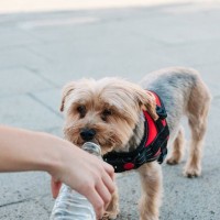 犬が炭酸飲料を飲んでしまったら…　普段から気をつけるべきことや対処法とは？