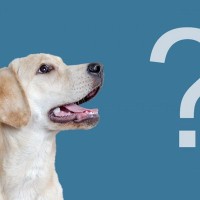 一般向け犬の遺伝子テストは本当に正確だろうか？【調査結果】