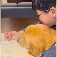 大型犬が『お兄ちゃんの宿題』手伝った結果…全く捗らなくなってしまう光景が可愛すぎると81万再生「迷惑だけど幸せ」「最高のひととき」