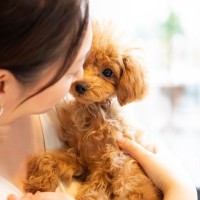 過保護すぎる犬の飼い主のNG行為5つ　やりすぎは良くない愛情表現とは？