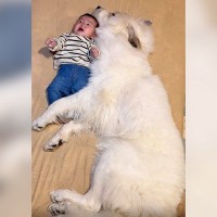 超大型犬が赤ちゃんに『添い寝』した結果…目を疑うほどの光景が91万再生「まってデカすぎるｗ」「守ってるのかな、尊い」と絶賛の声
