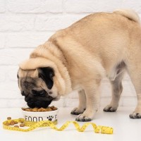 愛犬が太ってしまう『ダメ習慣』3選　肥満が引き起こす病気のリスクや改善方法まで