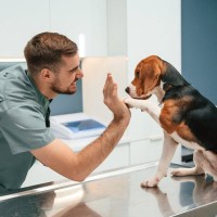 犬の心臓病の診断に、ある種の血液検査は不十分であるという研究結果